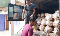 Hạt Điều Minh Quyên Bình phước